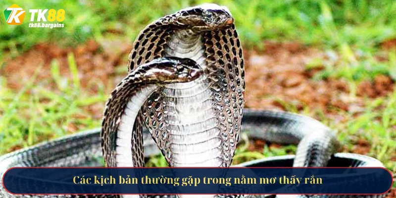 Giải Mã Các Tầng Ý Nghĩa Khi Nằm Mơ Thấy Rắn Cùng TK88 3 Các kịch bản thường gặp trong nằm mơ thấy rắn